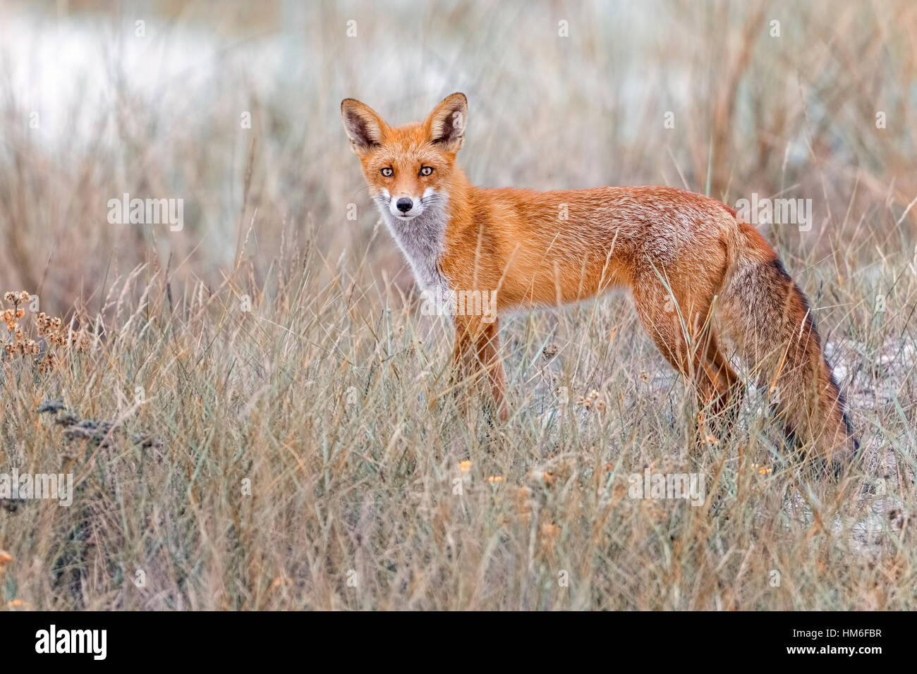 Rotfuchs (Vulpes Vulpes), im Herbst, mittlere Elbe-Biosphärenreservat, Sachsen-Anhalt, Deutschland Stockfoto