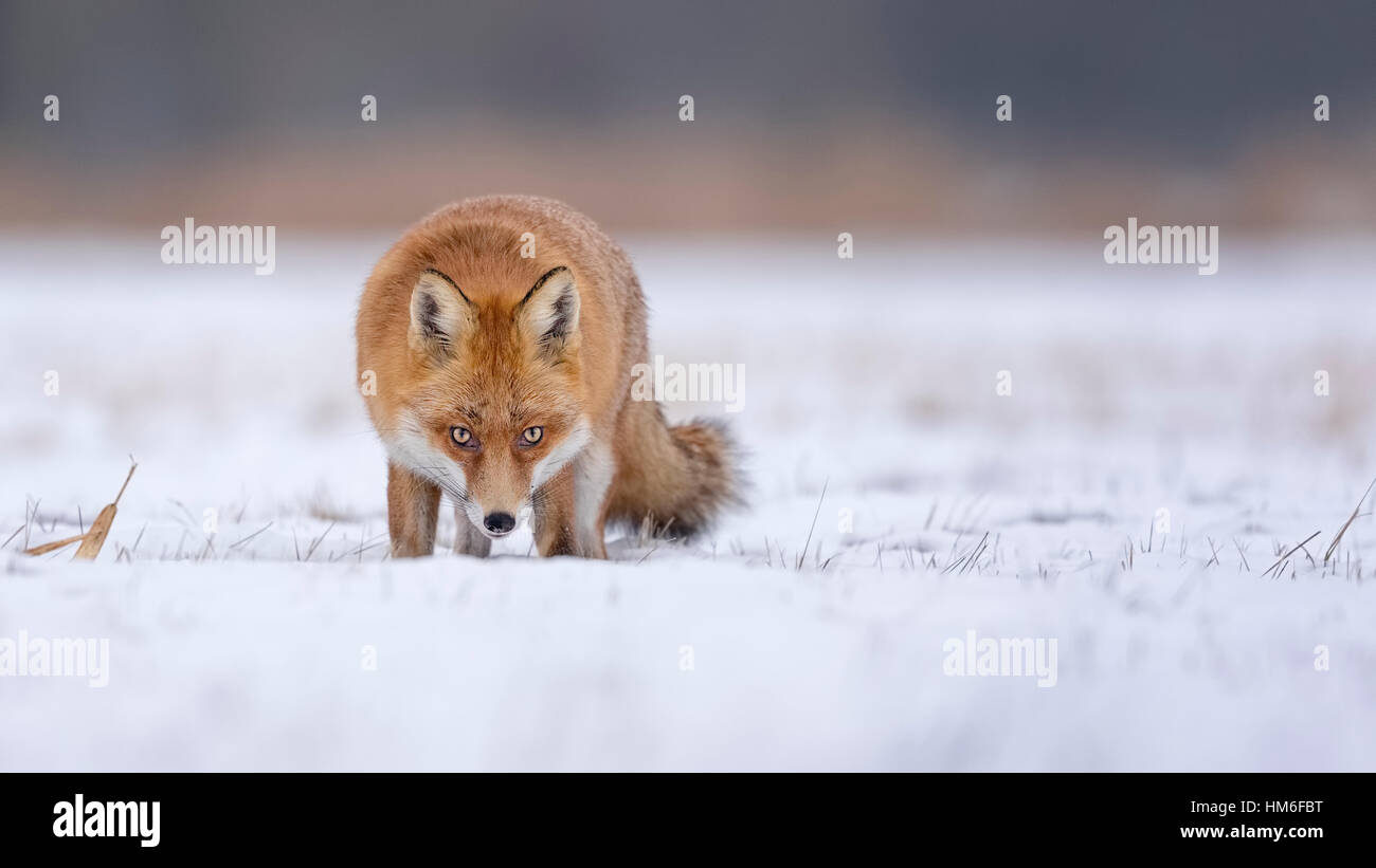Rotfuchs (Vulpes Vulpes), im Winter, Wintermantel, Schnee, mittlere Elbe-Biosphärenreservat, Sachsen-Anhalt, Deutschland Stockfoto