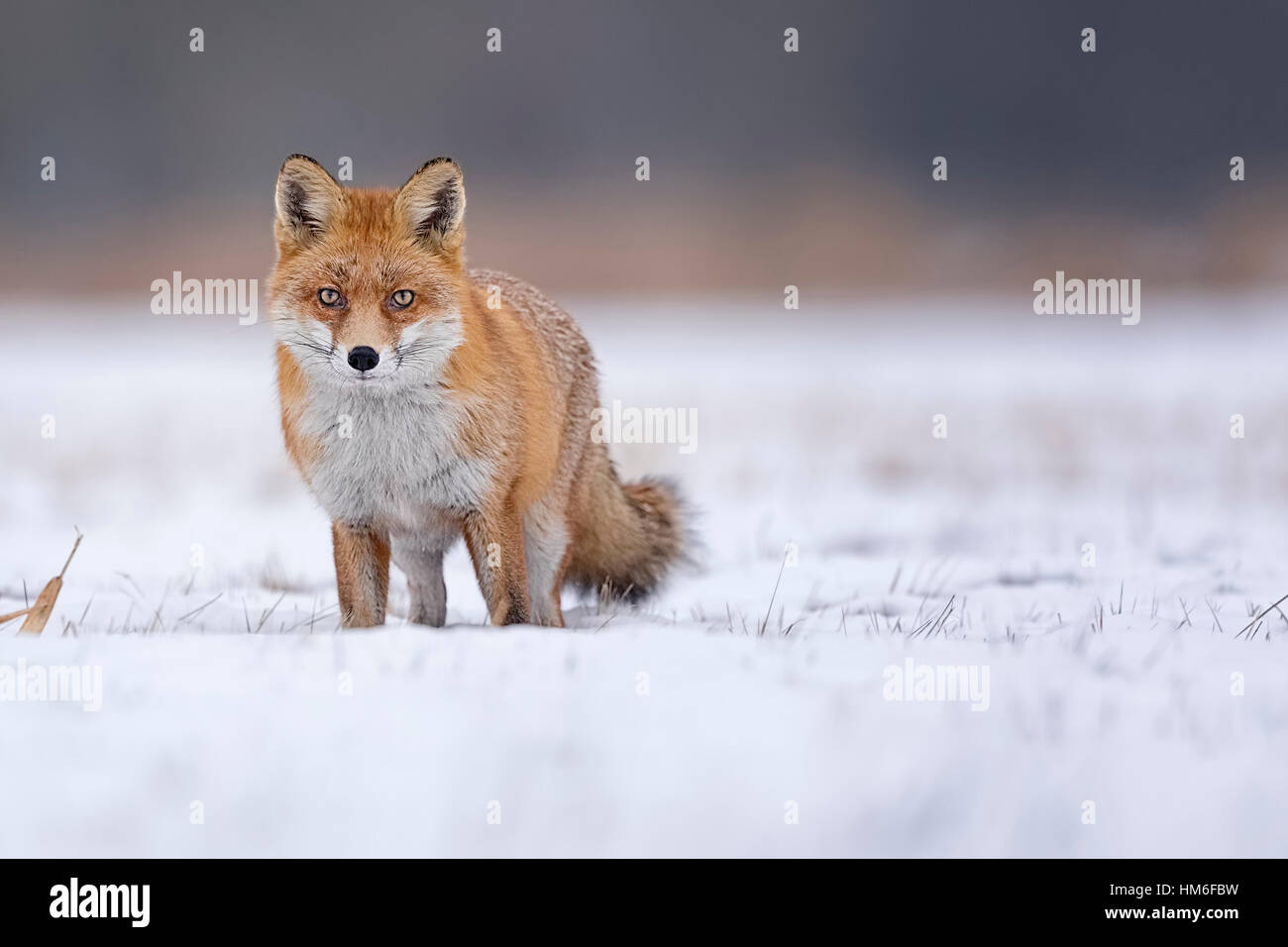 Rotfuchs (Vulpes Vulpes), im Winter, Wintermantel, Schnee, mittlere Elbe-Biosphärenreservat, Sachsen-Anhalt, Deutschland Stockfoto