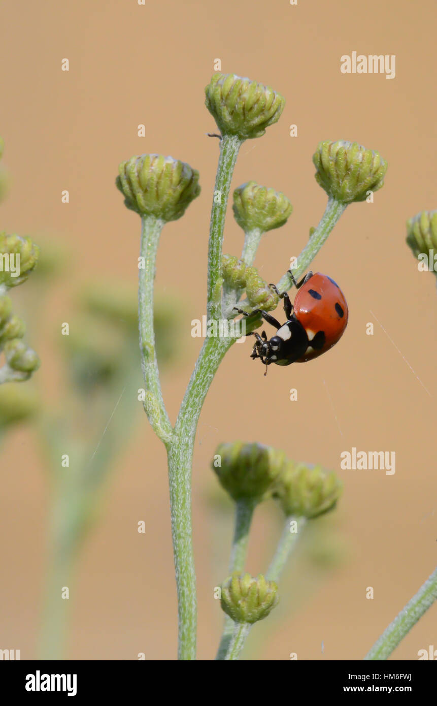 Marienkäfer auf Blume. Stockfoto