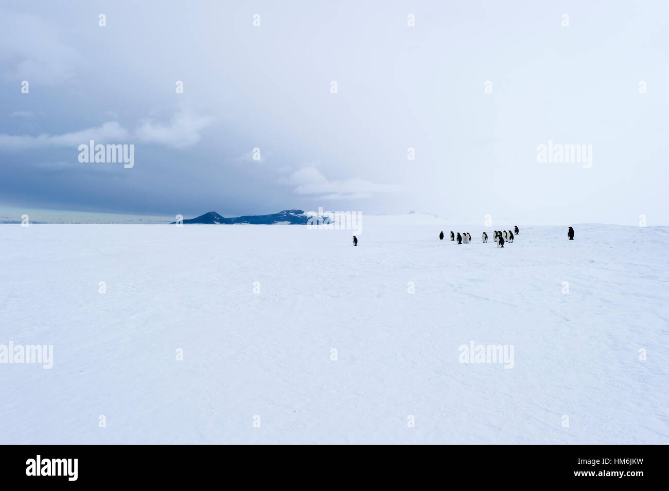 Eine kleine Gruppe von Kaiserpinguinen versammelten sich auf dem weiten Meereis. Stockfoto