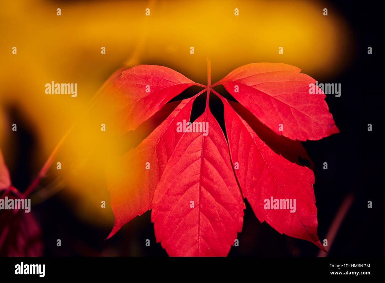 Rotes Laub ein fünf großblättrige Efeu in Herbstsonne Stockfoto
