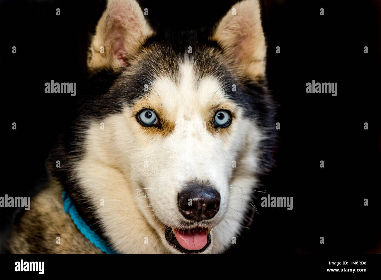 Nahaufnahme von Husky Porträt Stockfoto