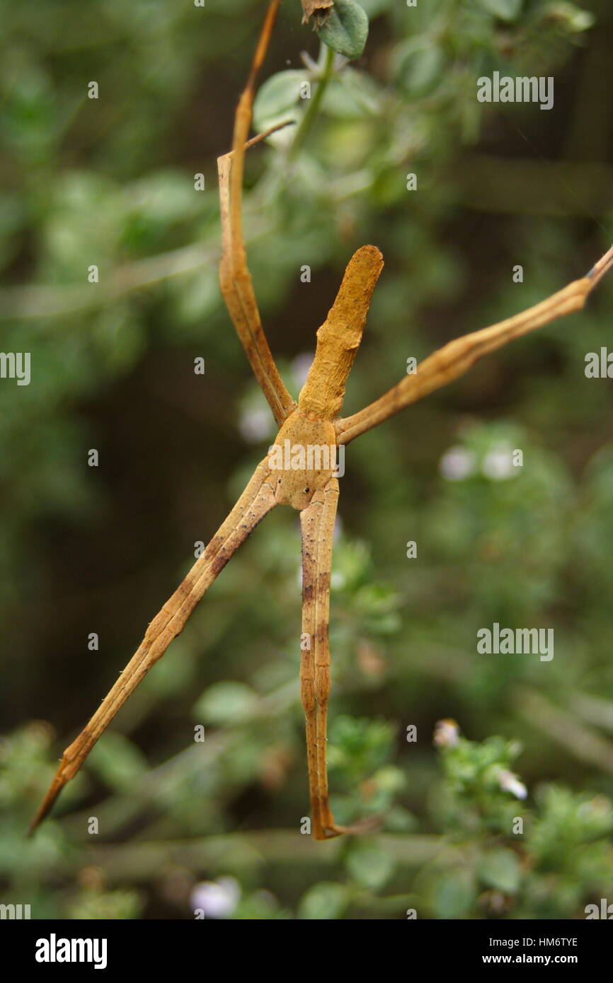Rufous Net Caster Spinne, "Deinopis Subrufa" Stockfoto