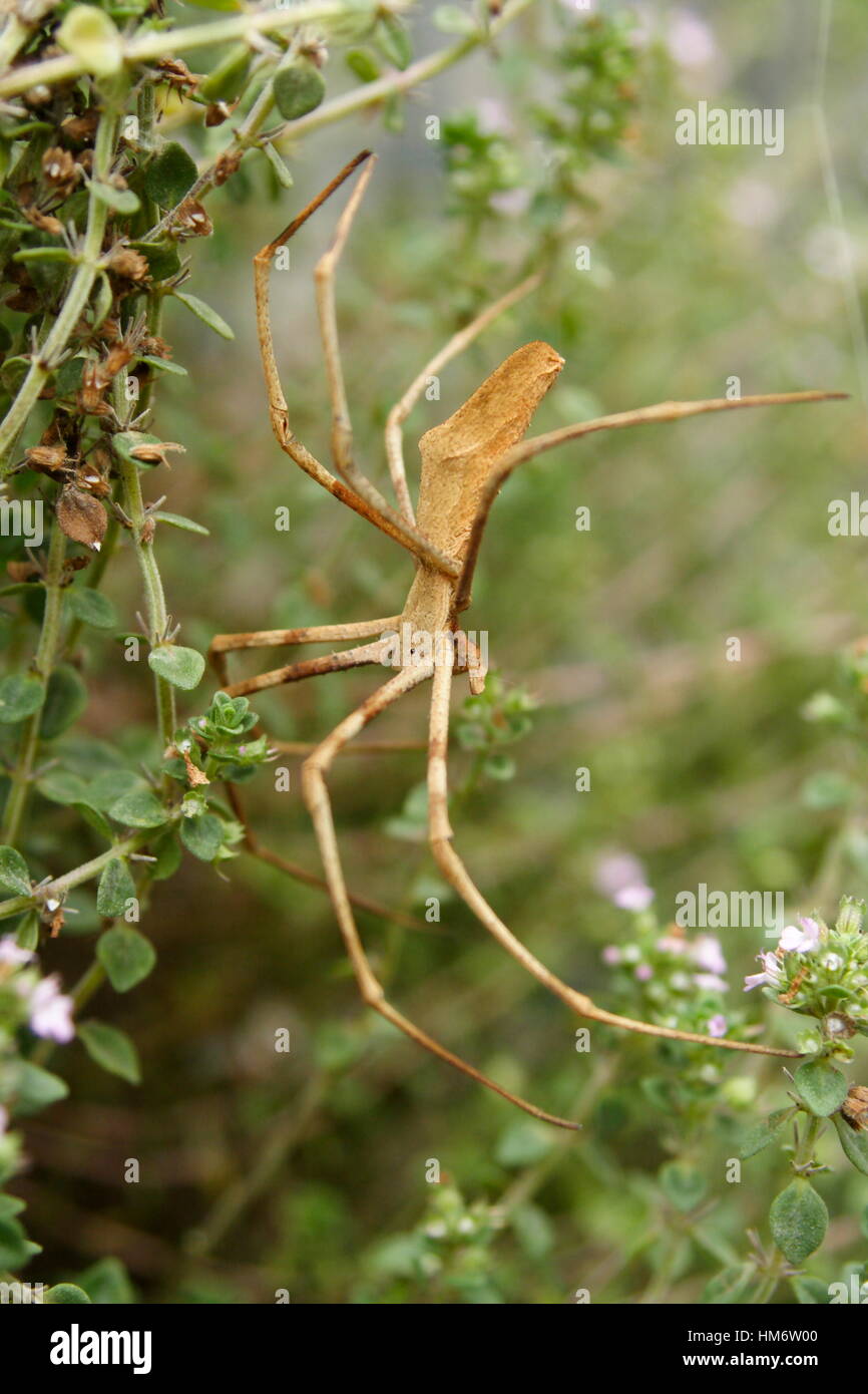 Rufous Net Caster Spinne, "Deinopis Subrufa" Stockfoto