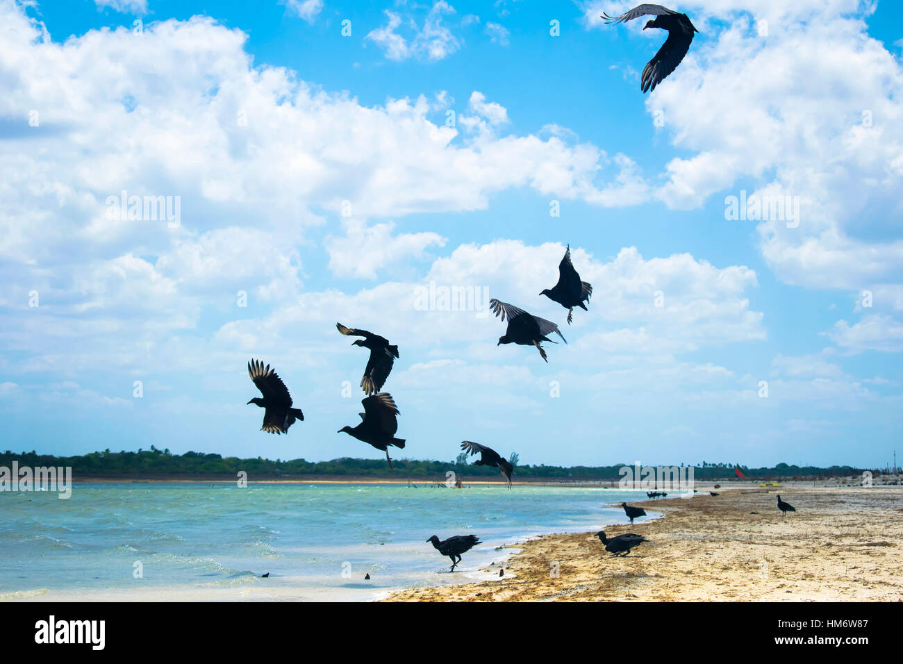 Vögel fliegen über Strand gegen bewölktem Himmel Stockfoto