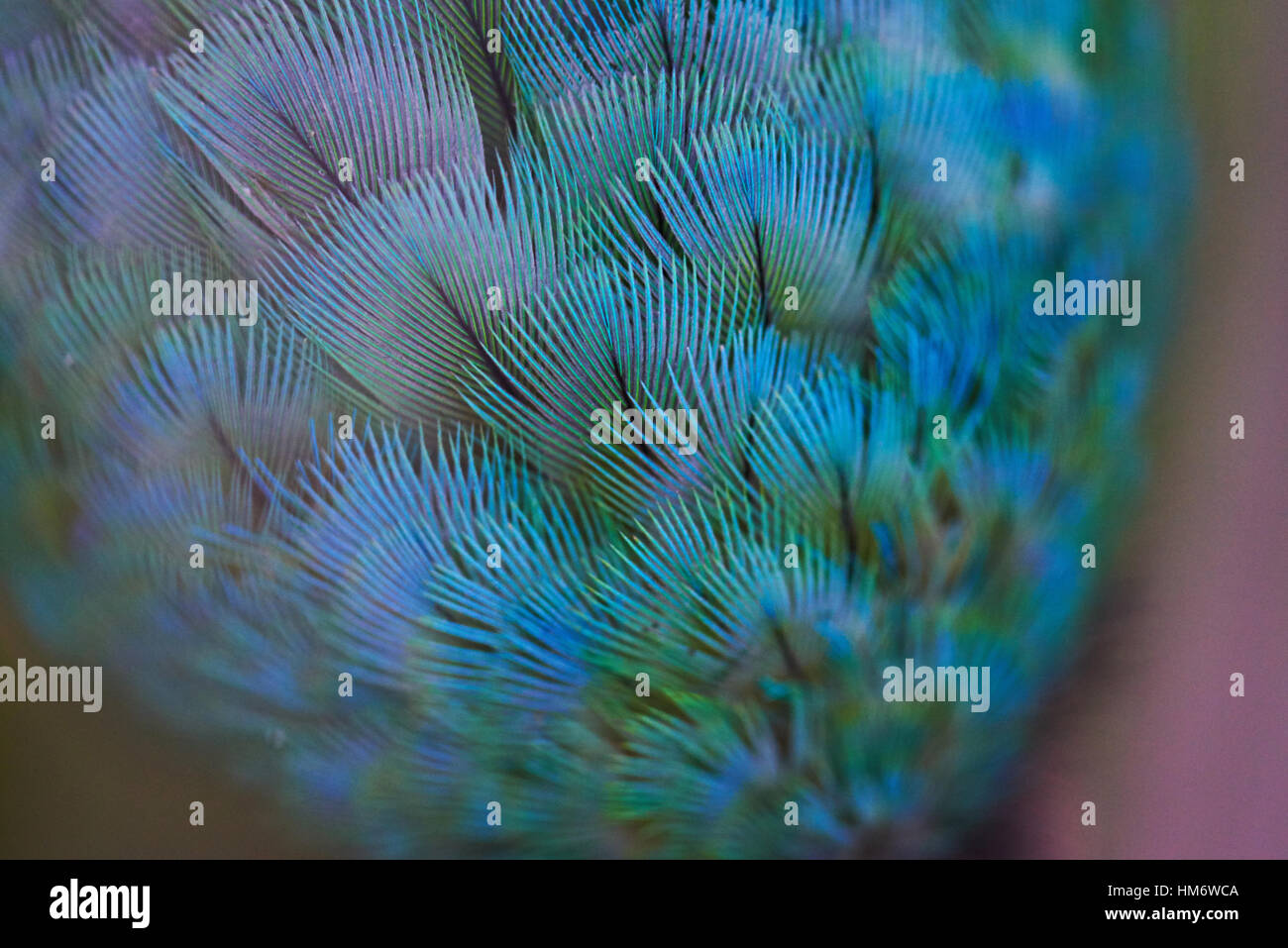 Nahaufnahme von Papagei grünen und blauen Federn Stockfoto