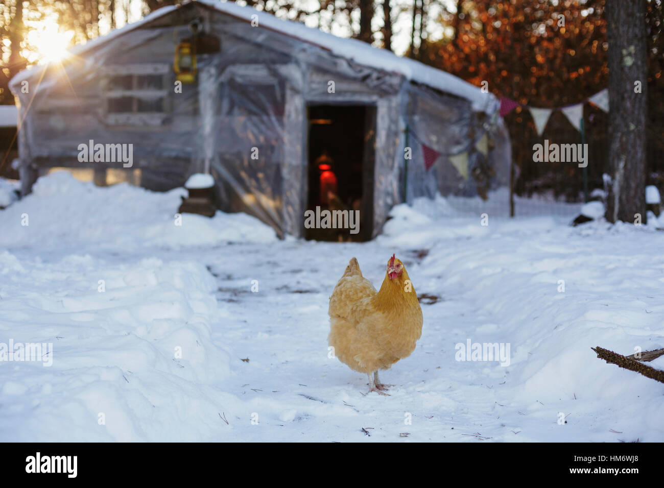 Hen auf Schnee überdachten Bereich gegen Haus Stockfoto
