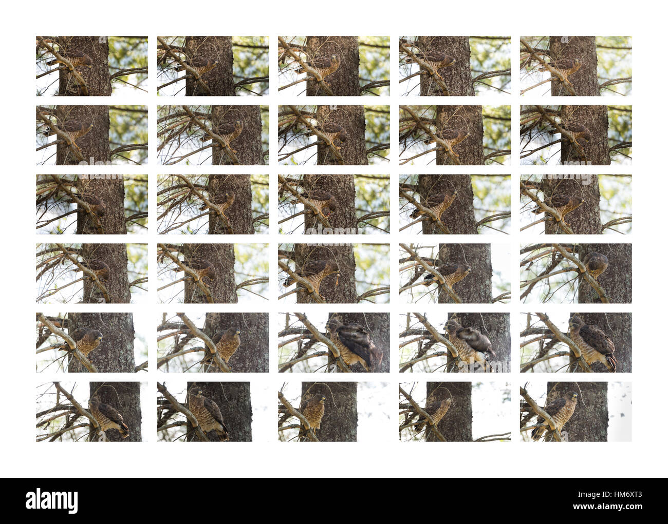 Räuberische, Red-Tail Hawk.  In einem Baum, reißt auseinander & isst anzeigen ein Frosch im dramatischen & Grafik  Vogel, Essen die Beute dann Ruhe & arruffano Federn Stockfoto