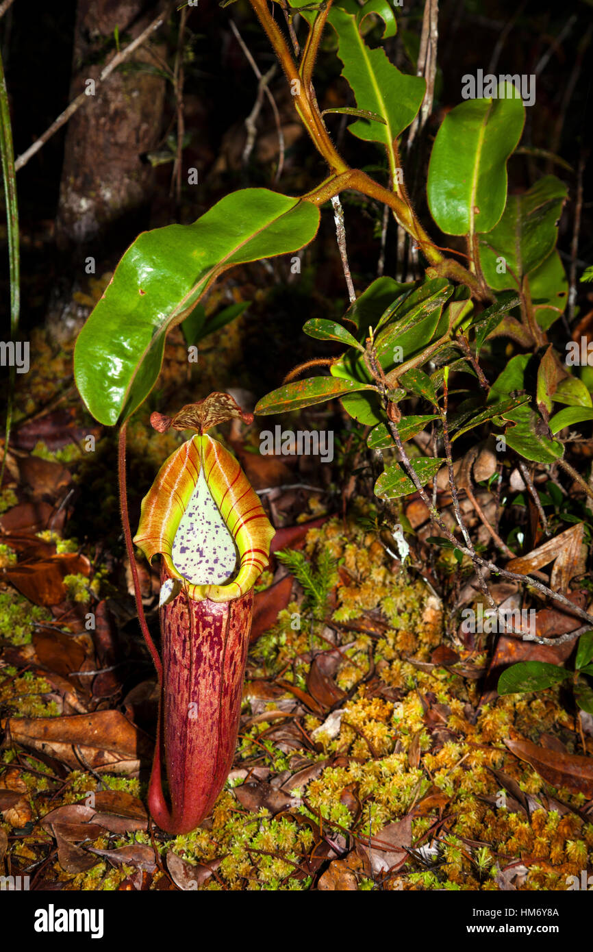 Natürliche hybriden Nepenthes veitchii x N. stenophylla, Maliau Becken Conservation Area, Sabah, Borneo, Malaysia, von Monika Hrdinova/Dembinsky Foto Assoc Stockfoto