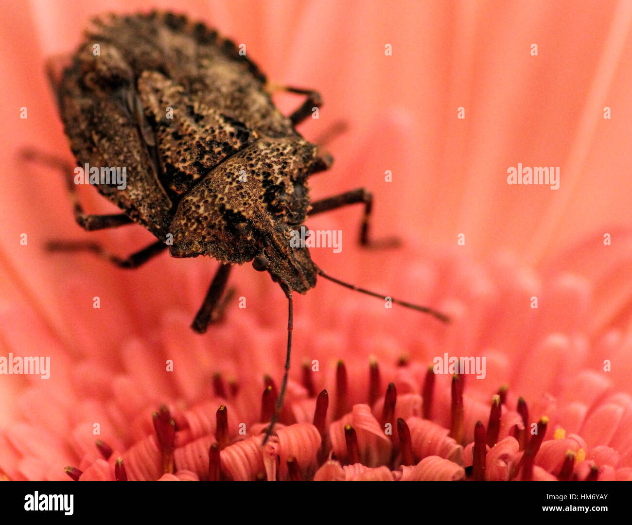 Nahaufnahme von einem braunen Stinkbug auf eine atemberaubende bunte rosa Gerber Daisy. Stockfoto