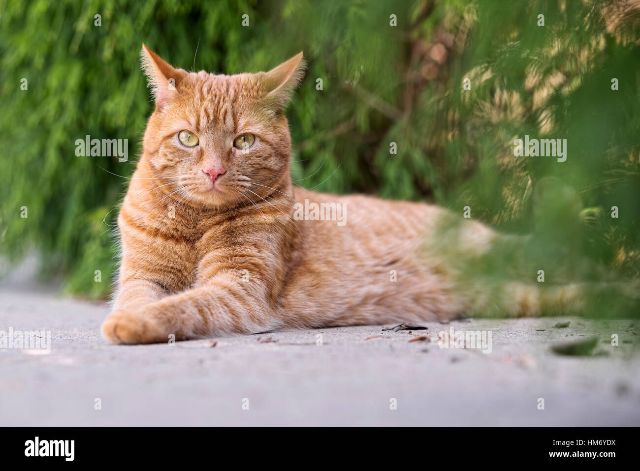 Orange Katze liegend im freien Stockfoto