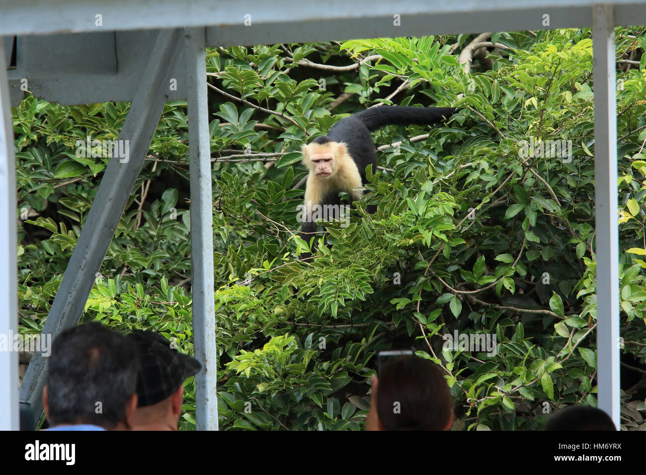 Touristen auf Boot beobachten White-faced Capuchin Affen (Cebus Capucinus). Nationalpark Palo Verde, Guanacaste, Costa Rica. Stockfoto