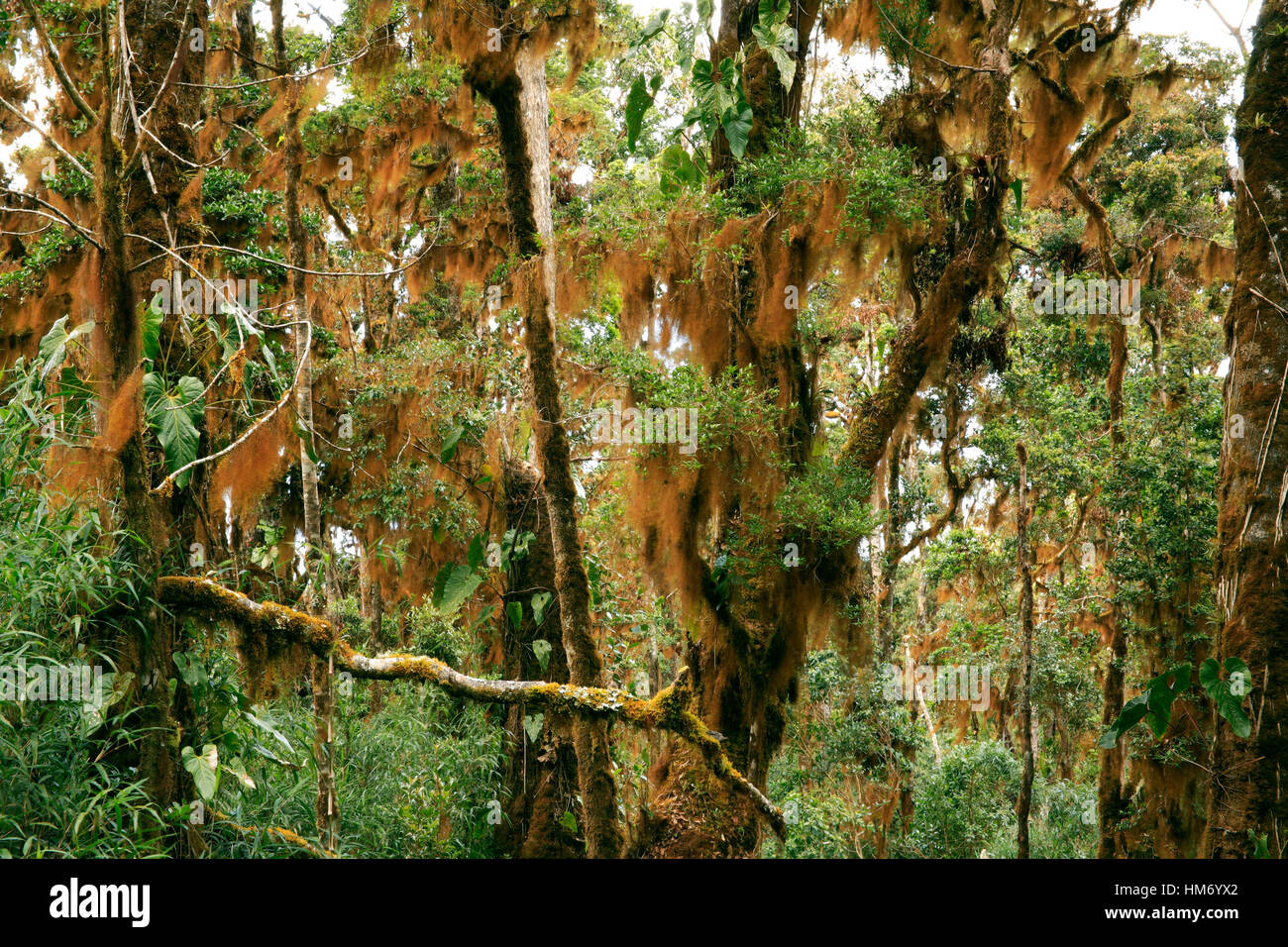 Orange Liverworts auf Nebelwald Zweigen. Chirripo Nationalpark, Costa Rica. Stockfoto