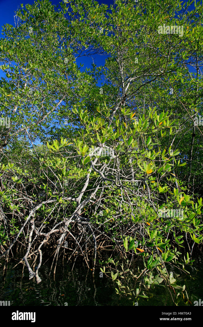 Rote Mangroven (Rhizophora Mangle), Tamarindo Nacional Wildlife Refuge, Costa Rica Stockfoto