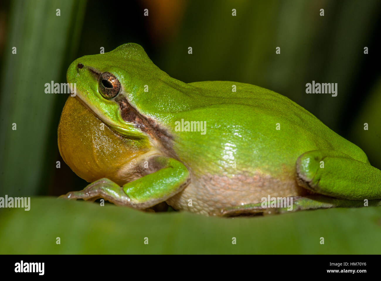 Mittelmeer-Laubfrosch (Hyla Meridionalis) auf einem grünen Blatt, Santpedor, Barcelona, Katalonien Stockfoto