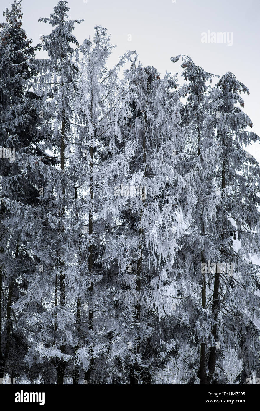 Teil einer Winterlandschaft. Kiefern im frostigen Tag mit Schnee bedeckt. Stockfoto