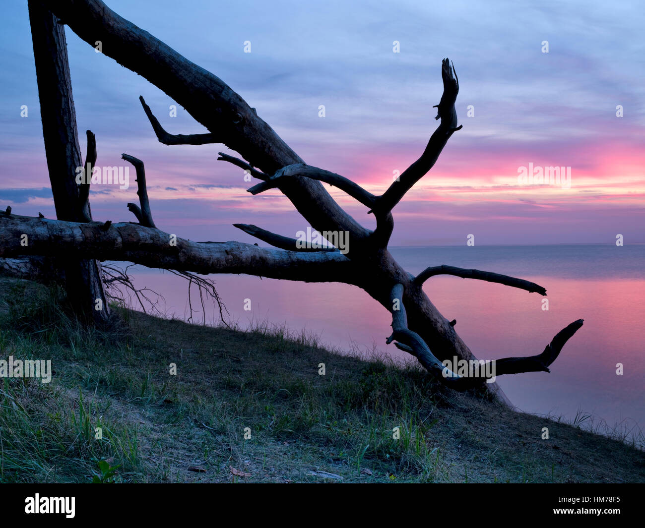 Deutschland, Mecklenburg-Vorpommern, Western Region Nationalpark Vorpommersche, Darßwald, entwurzelte Kiefern im rötlichen Licht von den Abendhimmel Stockfoto