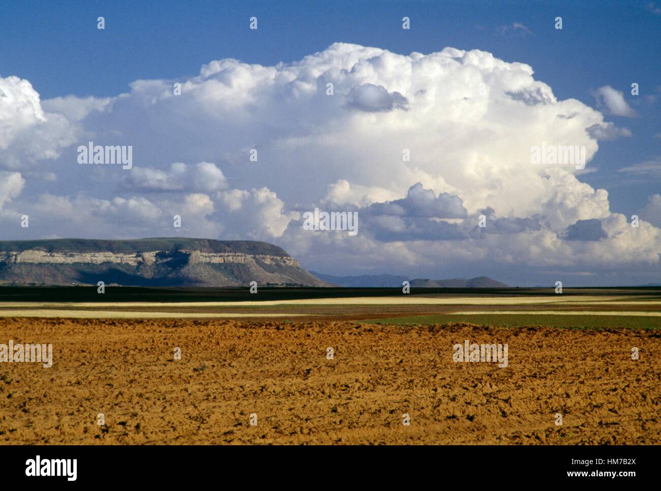 Pflanzen, Leribe Bezirk, Lesotho. Stockfoto