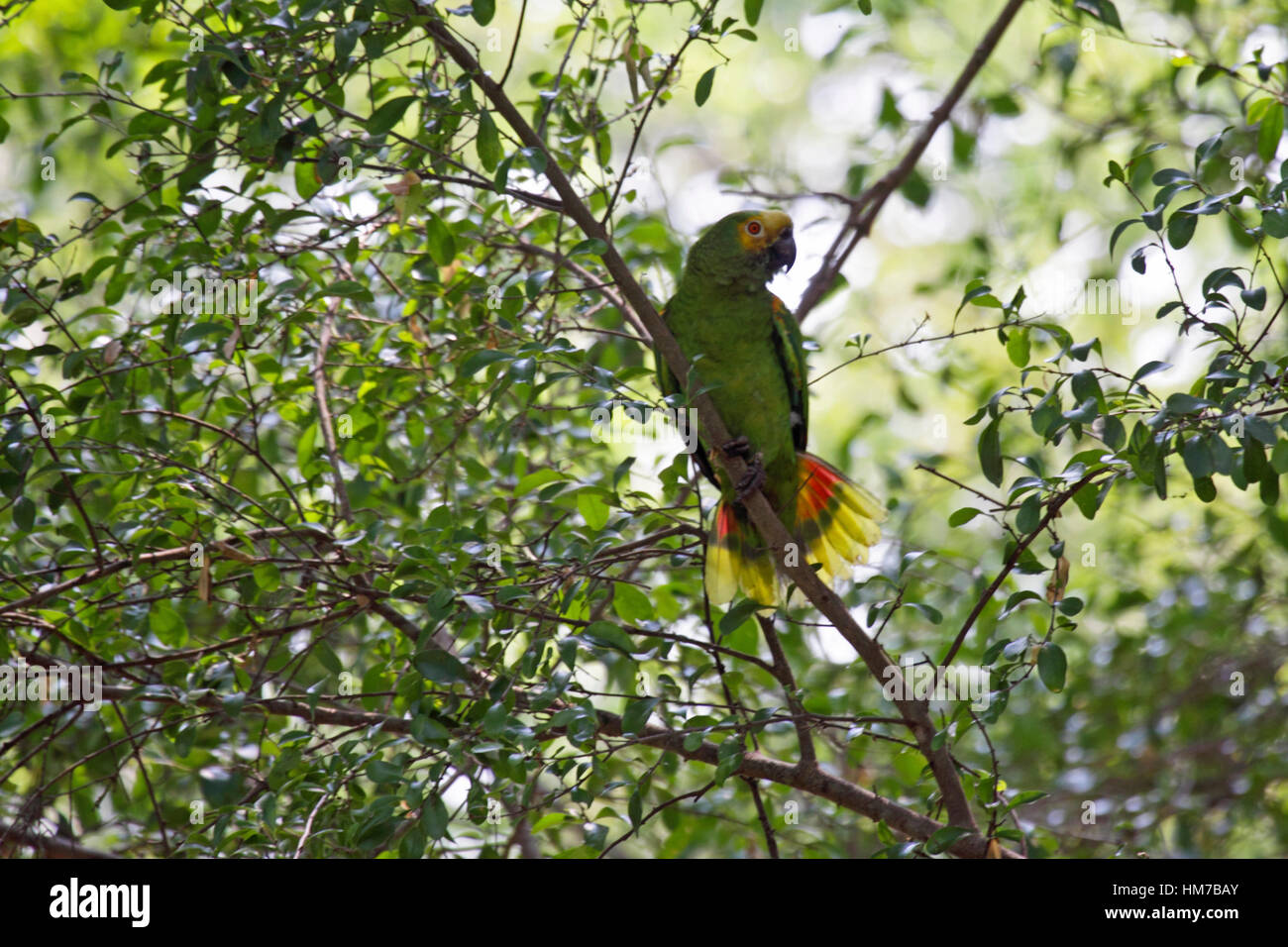 Türkis fronted Amazon thront im Baum in Brasilien Stockfoto