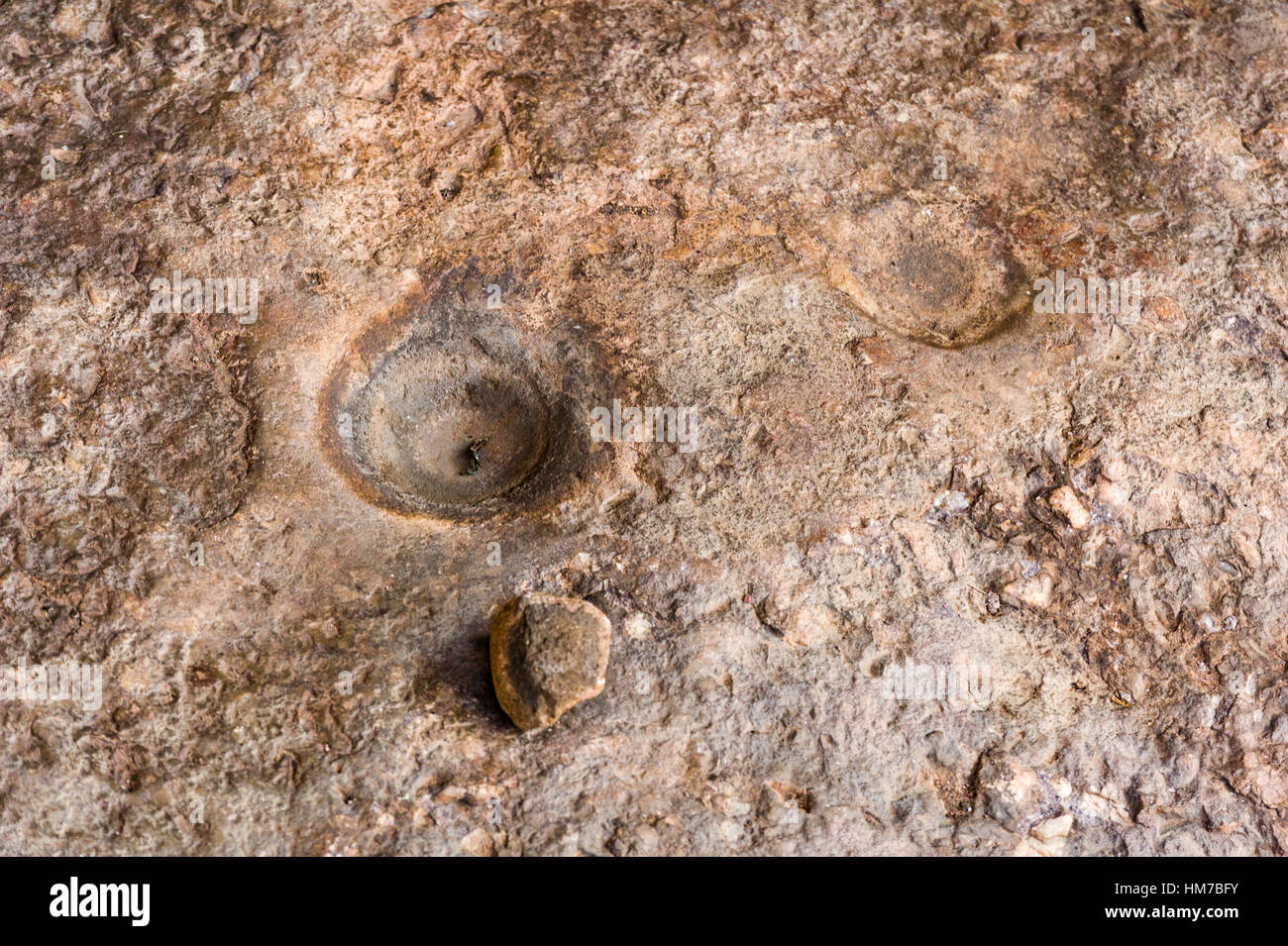 Molluske Fossilien eingebettet in eine Höhlenwand in der Nähe von Aborigine-Felskunst Malerei. Stockfoto