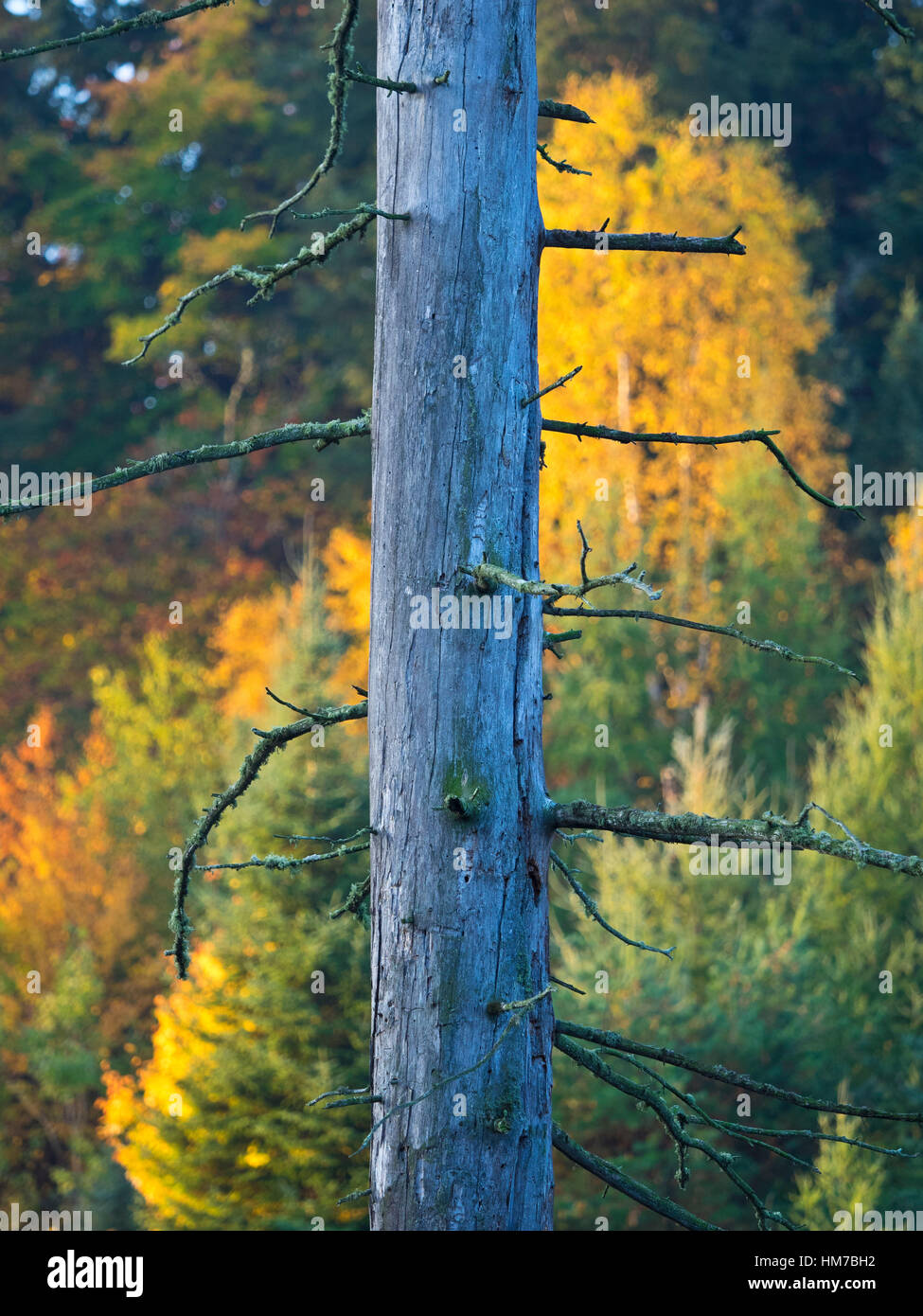 Kanada, Ontario, Alterung, Herbst, Verfall, Wald, Altweibersommer, Holz, Natur, Natur, Nordhalbkugel, alte, Recycling im Freien, stolz, Wildnis, bunt, Baum, keine Menschen Stockfoto