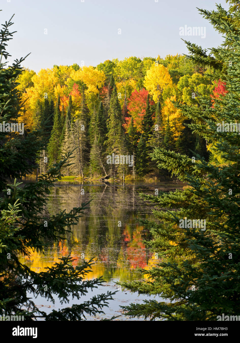 Algonquin Provincial Park Region, Kanada, Ontario, Herbst, helle Farbe, Nadelbäume, Wald, frische Luft, Altweibersommer, Holz, natürlichen, Natur, Nordhalbkugel, im Freien, sonnigen Tag, Bäume, Wasser, Wildnis, bunt, See, Spiegelung, Reflexion, keine Menschen Stockfoto