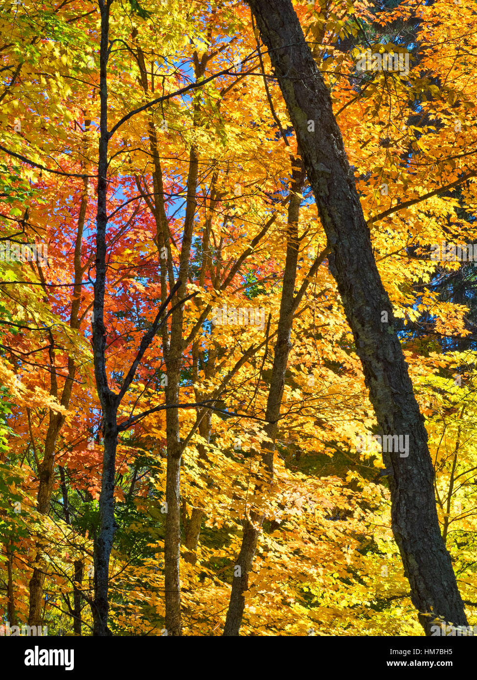 Algonquin Provincial Park, Kanada, Ontario, Herbst, helle Farbe, Wald, frische Luft, Altweibersommer, Holz, natürliche, Natur, Nordhalbkugel, im Freien, sonnigen Tag, Bäume, Wildnis, bunt, keine Menschen Stockfoto