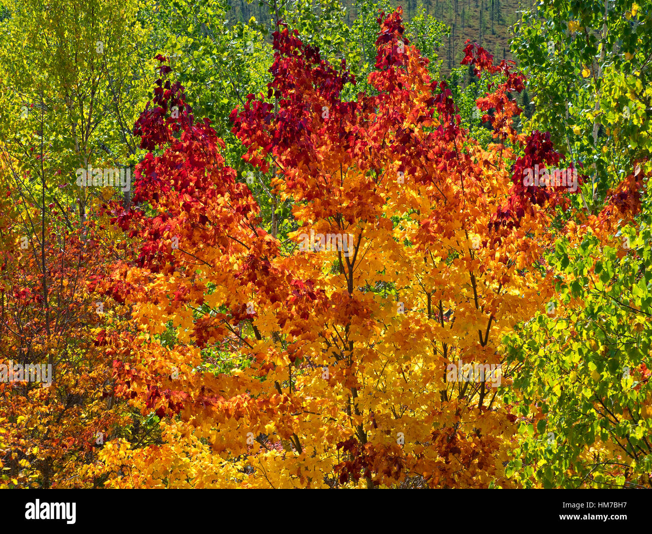 Algonquin Provincial Park, Kanada, Ontario, Herbst, helle Farbe, Wald, frische Luft, Wachstum, Altweibersommer, Holz, natürliche, Natur, Nordhalbkugel, Natur, rot, sonnigen Tag, Bäume, Wildnis, bunt, keine Menschen Stockfoto