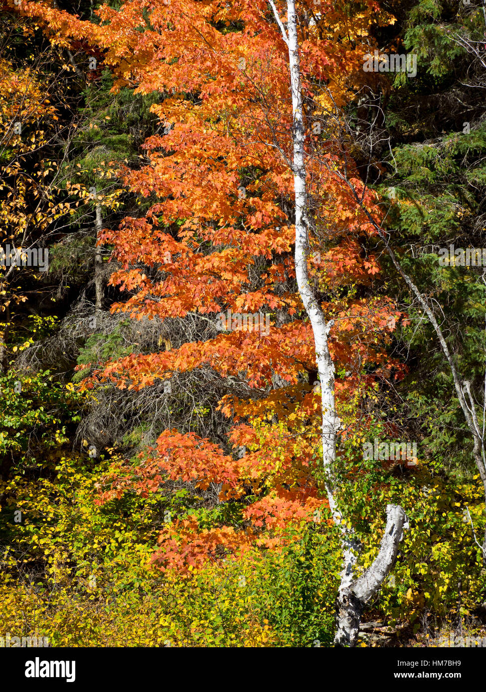 Algonquin Provincial Park, Kanada, Ontario, Herbst, helle Farbe, Farbe Orange, Wald, frische Luft, Wachstum, Altweibersommer, Holz, natürliche, Natur, Nordhalbkugel, im Freien, sonnigen Tag, Bäume, Wildnis, bunt, keine Menschen Stockfoto