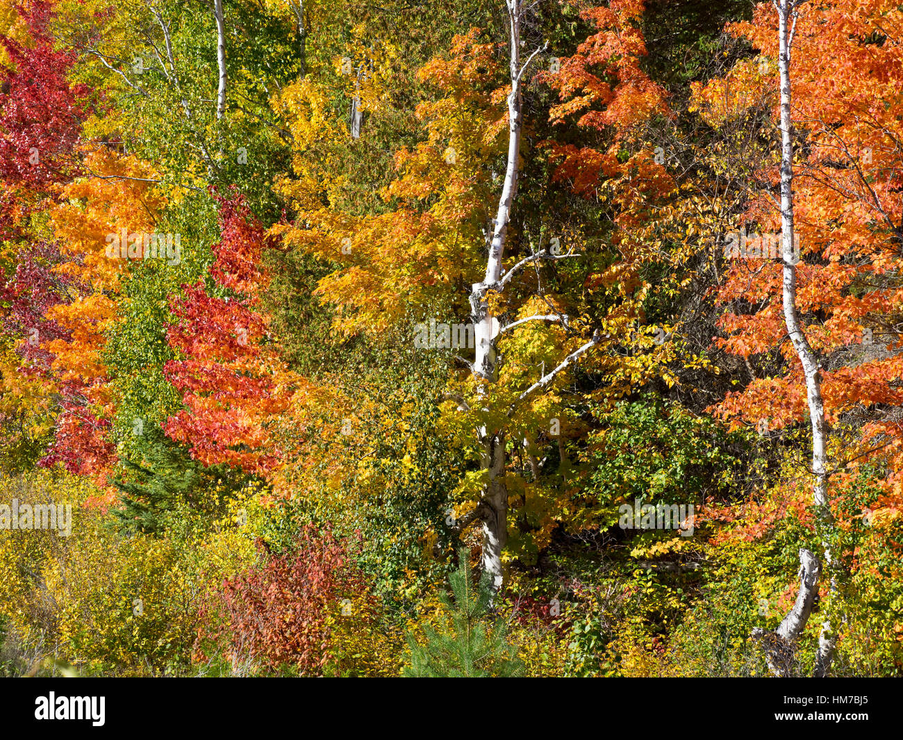 Algonquin Provincial Park, Kanada, Ontario, Herbst, helle Farbe, Wald, frische Luft, Altweibersommer, Holz, natürliche, Natur, Nordhalbkugel, im Freien, sonnigen Tag, Bäume, Wildnis, bunt, keine Menschen Stockfoto