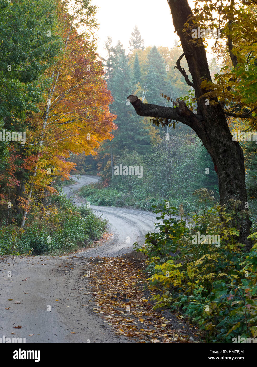 Algonquin Provincial Park, Kanada, Ontario, Herbstwald, Trübsinn, indischen Sommer gewundenen Straße, Geheimnis, natürlichen, Natur, Nordhalbkugel, Natur, Bäume, Wildnis, Holz, Straße, Straße, Weg, Wicklung, keine Menschen Stockfoto