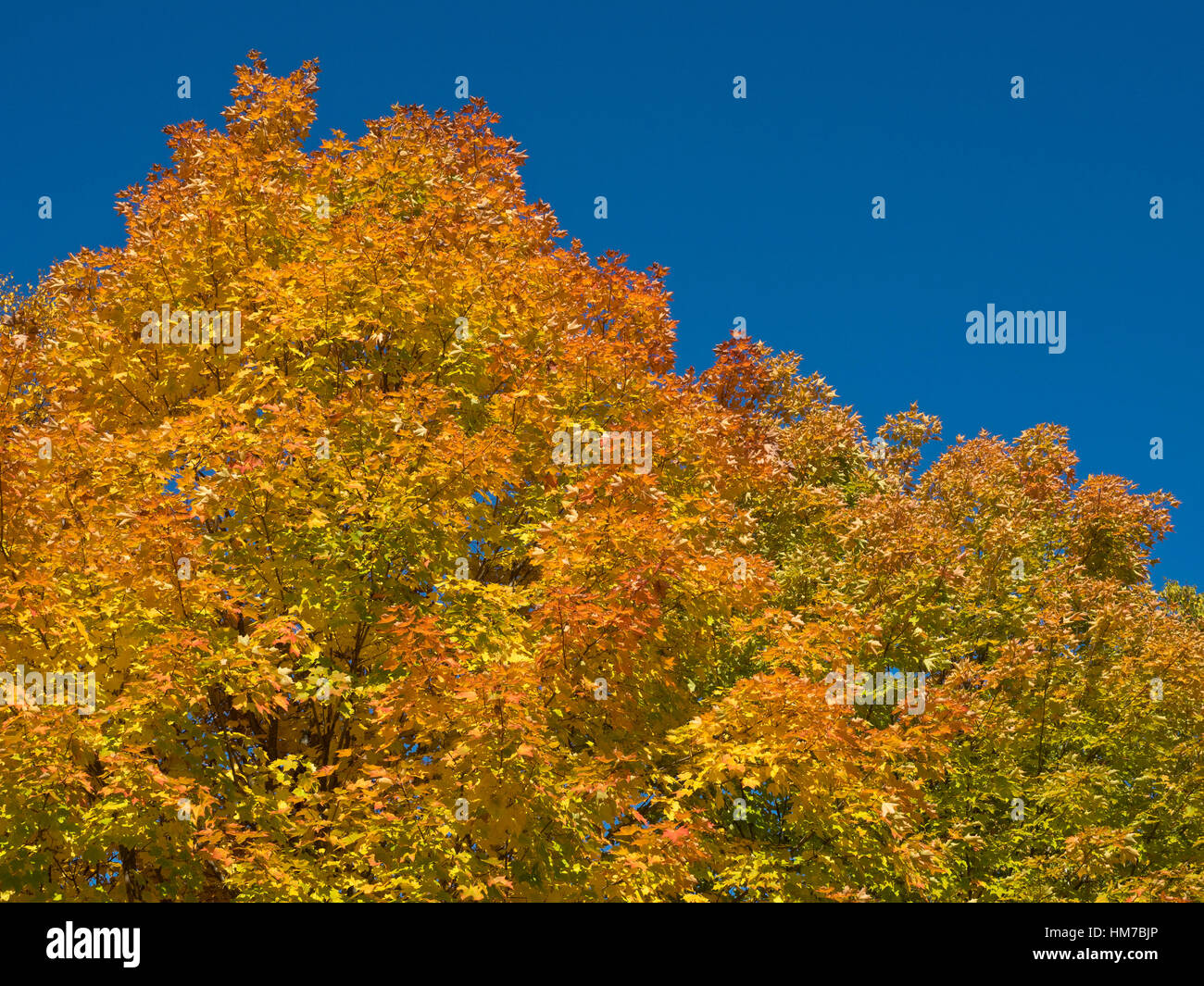 Algonquin Provincial Park, Kanada, Ontario, Herbst, helle Farbe, Wald, frische Luft, Altweibersommer, Holz, natürliche, Natur, Nordhalbkugel, Orange, im Freien, sonnigen Tag, Bäume, Wildnis, bunt, keine Menschen Stockfoto