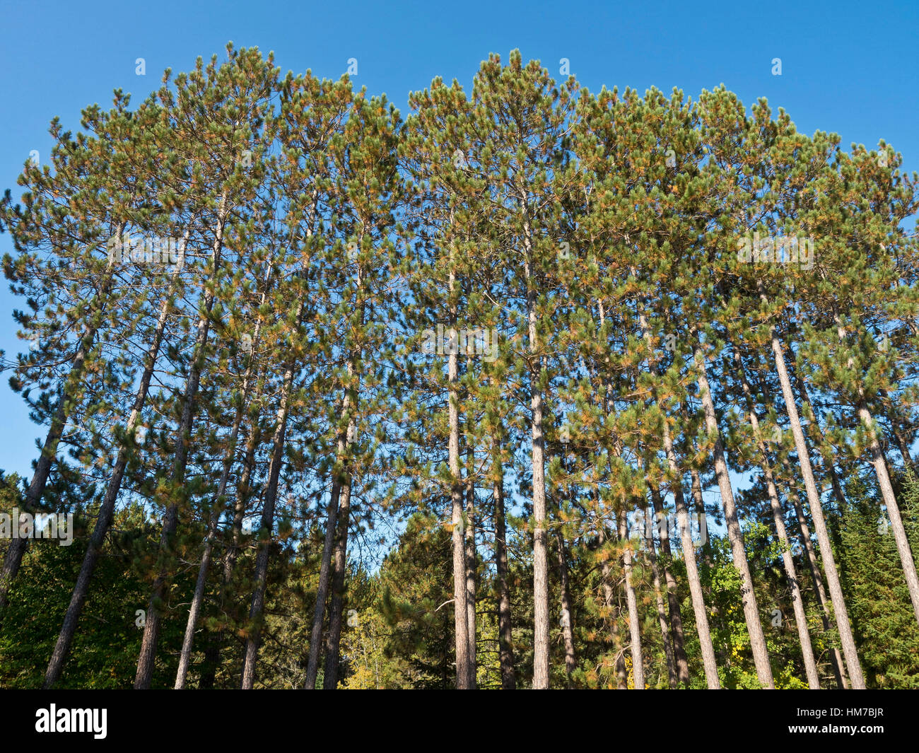 Algonquin Provincial Park, Kanada, Ontario, Herbst, Wald, frische Luft, grün, Holz, Reifen, natürlich, Natur, Nordhalbkugel, im Freien, sonnigen Tag, Bäume, Wildnis, keine Menschen Stockfoto