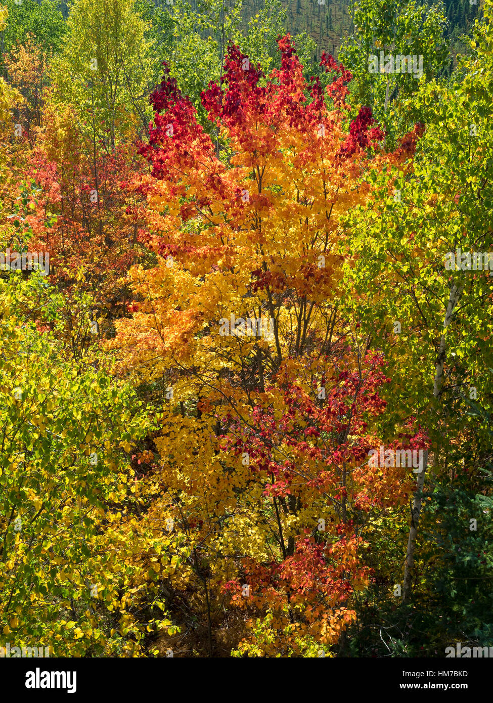 Algonquin Provincial Park, Kanada, Ontario, Herbst, helle Farbe, Wald, frische Luft, Altweibersommer, Holz, natürliche, Natur, Nordhalbkugel, im Freien, sonnigen Tag, Bäume, Wildnis, bunt, keine Menschen Stockfoto