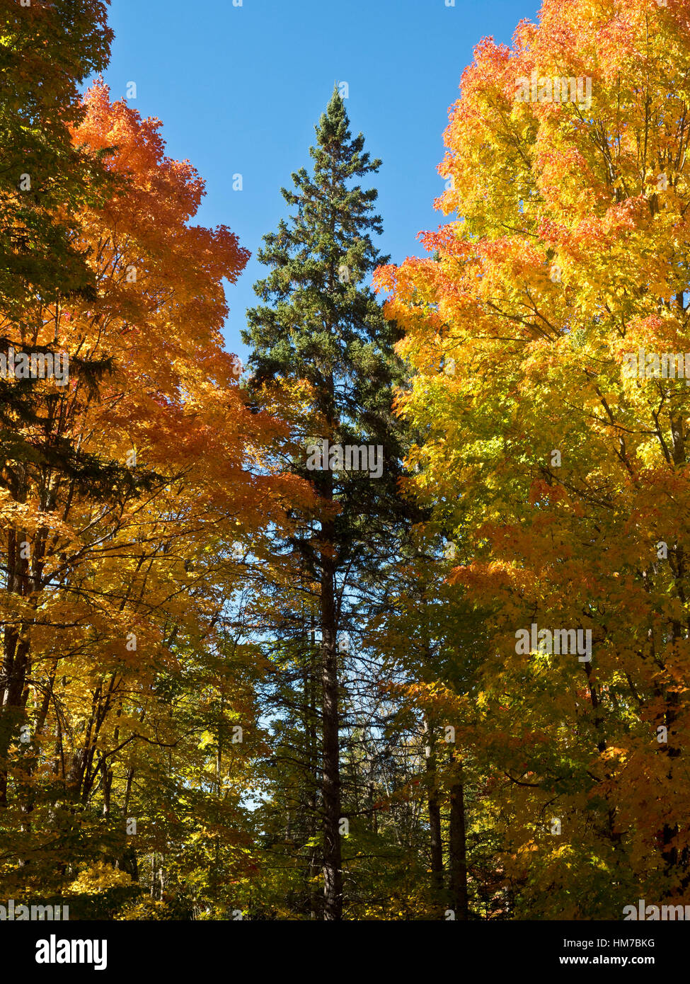 Algonquin Provincial Park, Kanada, Ontario, Herbst, helle Farbe, Nadel-, Laub-, Wald, frische Luft, Altweibersommer, Holz, natürliche, Natur, Nordhalbkugel, im Freien, sonnigen Tag, Bäume, Wildnis, bunt, keine Menschen Stockfoto