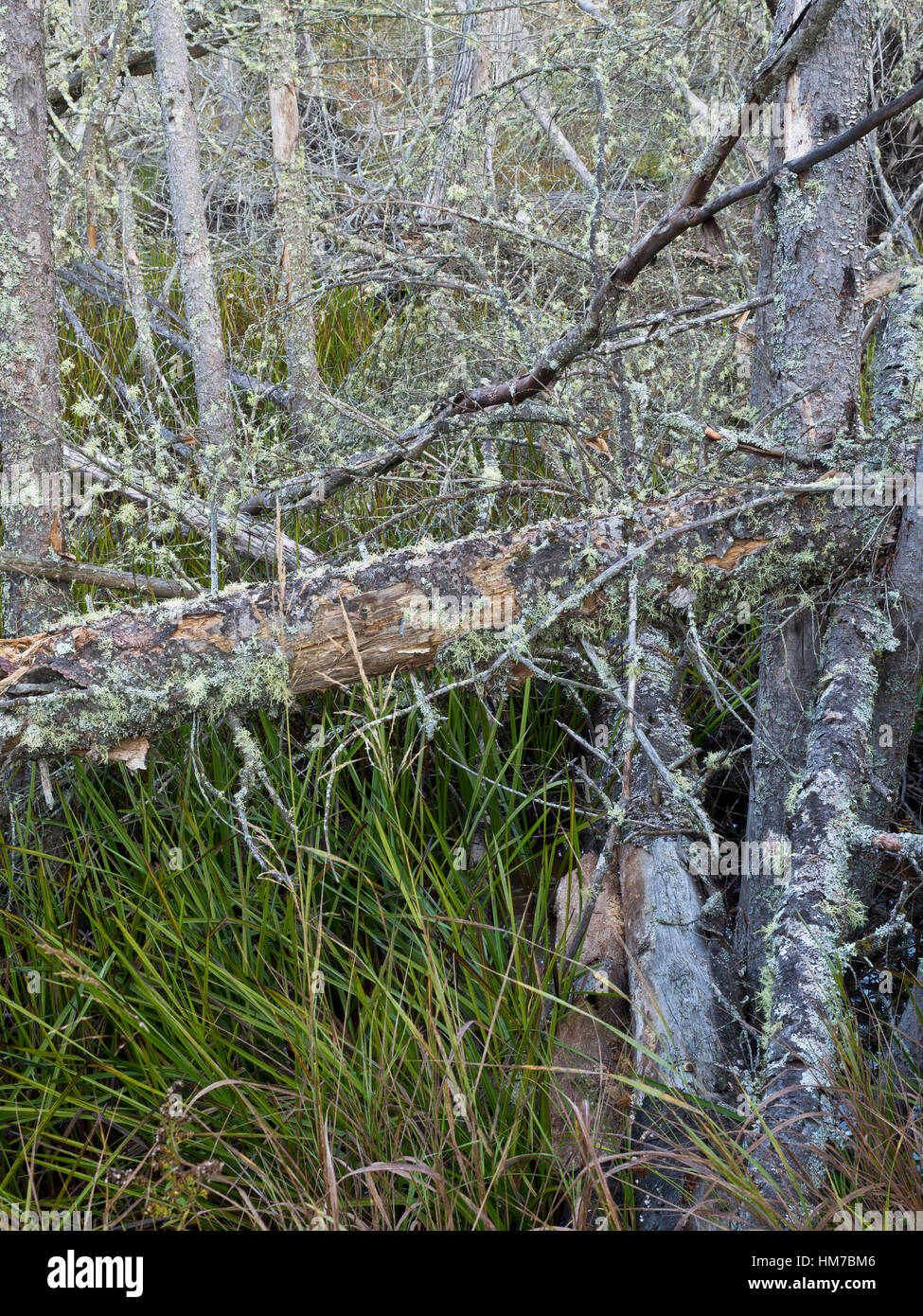 Kanada, Ontario, Alterung, Herbst, Farbe grau, Verfall, Wald, Holz, Lebenszyklus, Monotone, natürlichen, Natur, Nordhalbkugel, alte, im Freien, Recycling, nachwachsen, Erneuerung, Bäume, Wildnis, keine Menschen Stockfoto