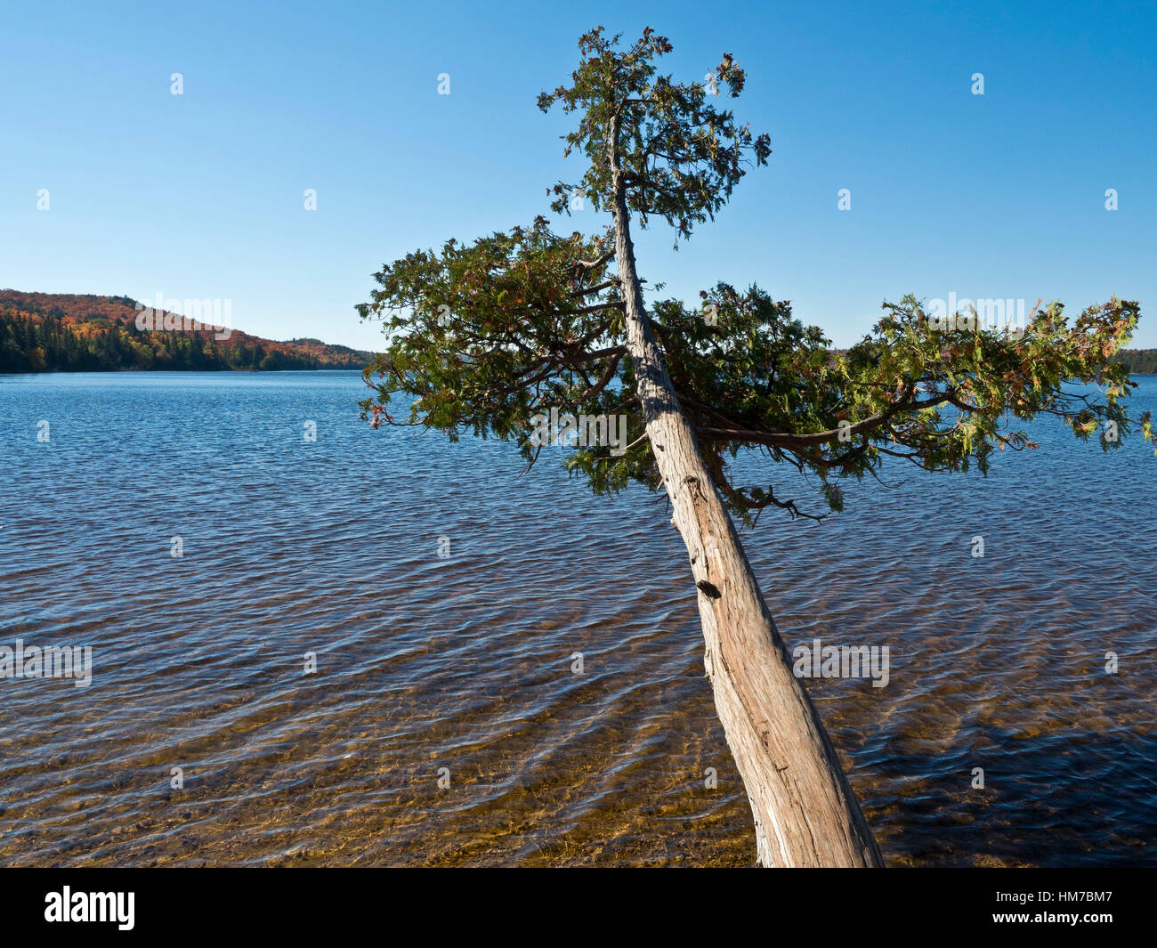 Algonquin Provincial Park, Kanada, Ontario, Herbst, Gleichgewicht, helle Farbe, Wald, frische Luft, Holz, natürliche, Natur, Nordhalbkugel, im Freien, sonnigen Tag, Wildnis, See, Wasser, Baum, keine Menschen Stockfoto