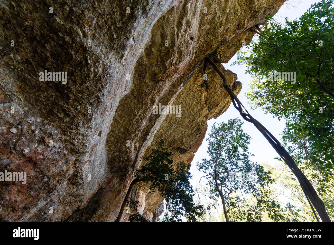 Die langen Wurzeln ein Ficus-Baum, reichend von einer Klippe in den Boden weit unten. Stockfoto