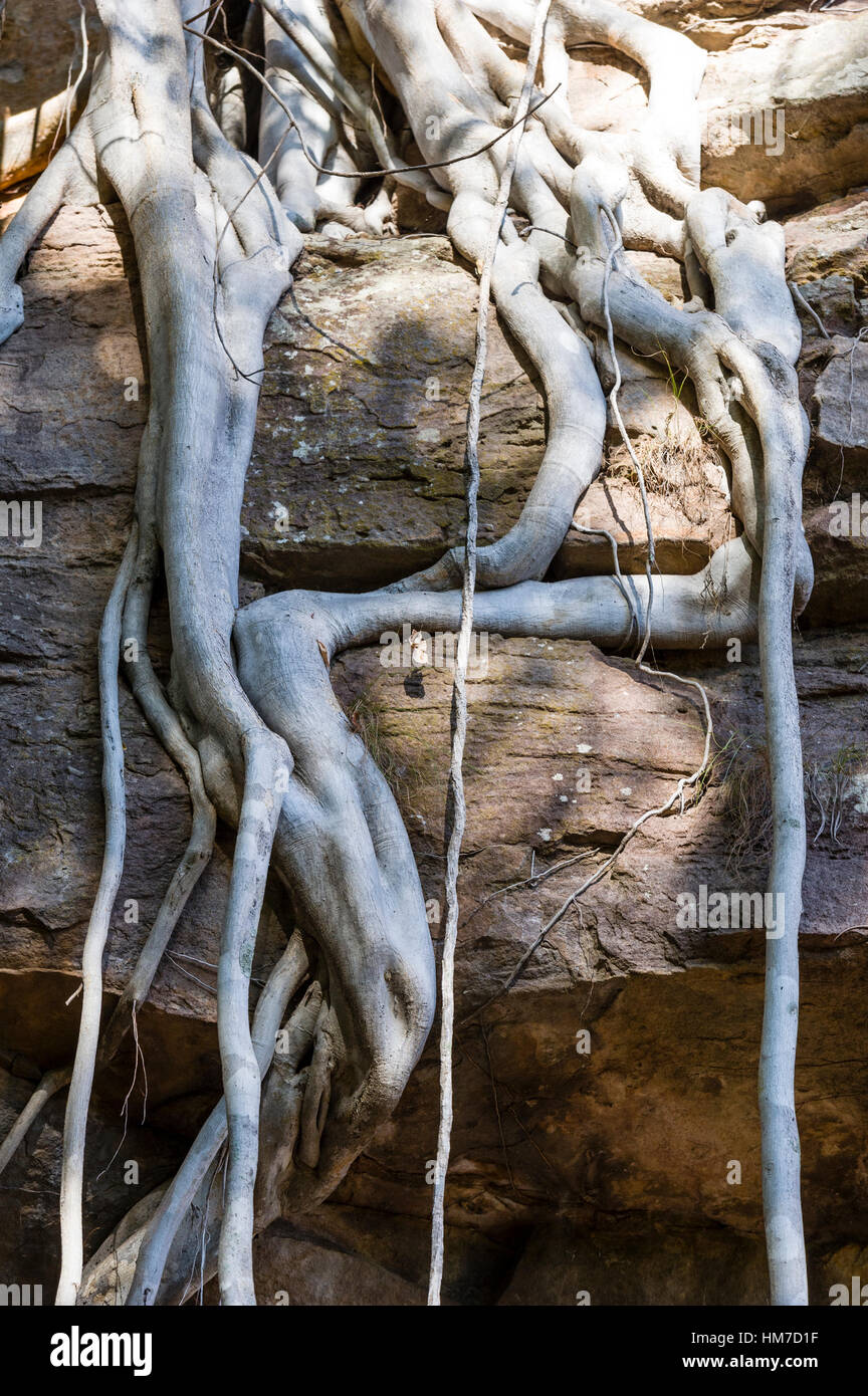 Die Luftwurzeln ein Rock Fig absteigend eine Sandstein-Klippen. Stockfoto