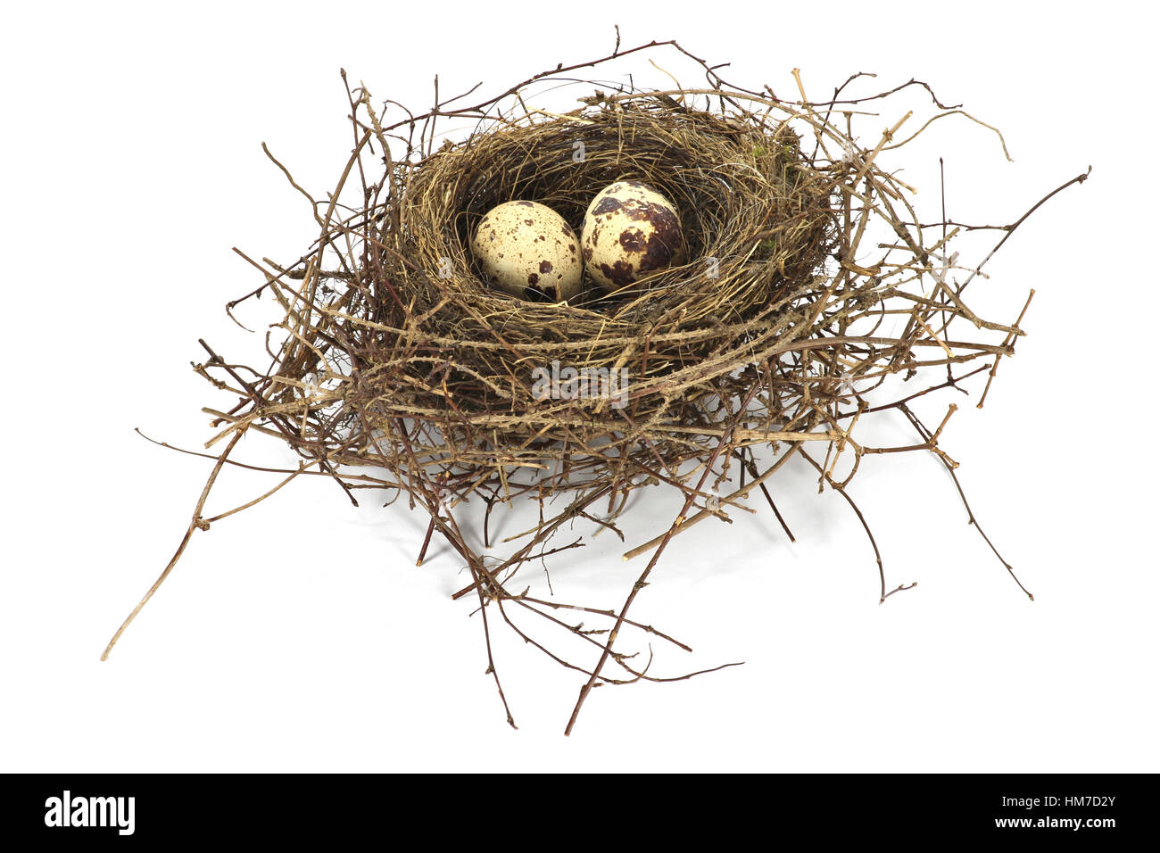 Vogel-Nest mit zwei Eiern isoliert auf weißem Hintergrund Stockfoto