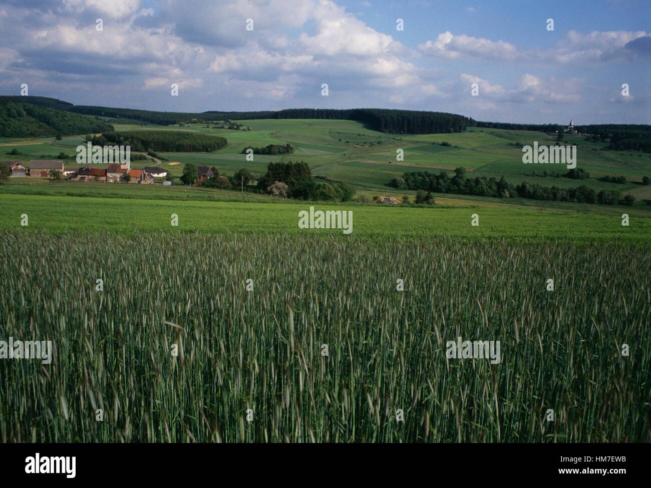 Wiesen mit Häusern im Hintergrund, Eifelregion Rheinland. Stockfoto