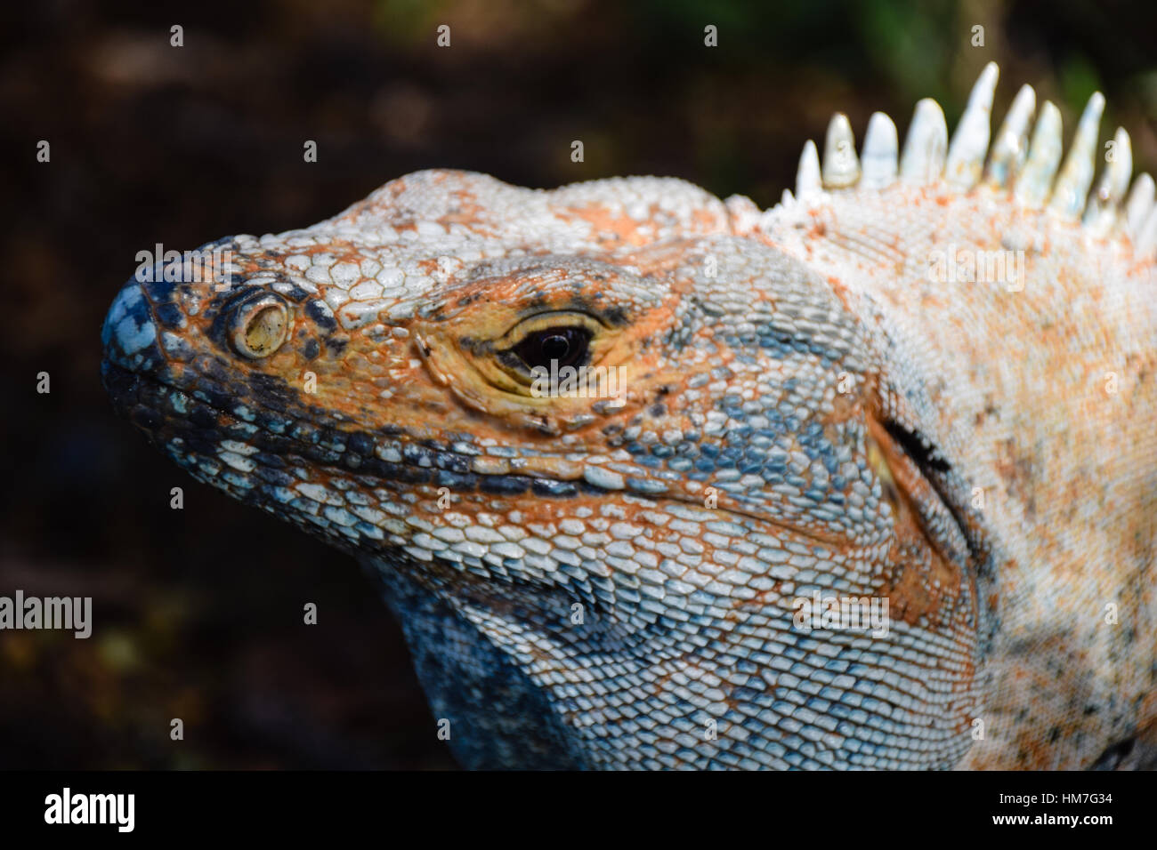 Nahaufnahme des Kopfes von weiß und orange iguana Stockfoto