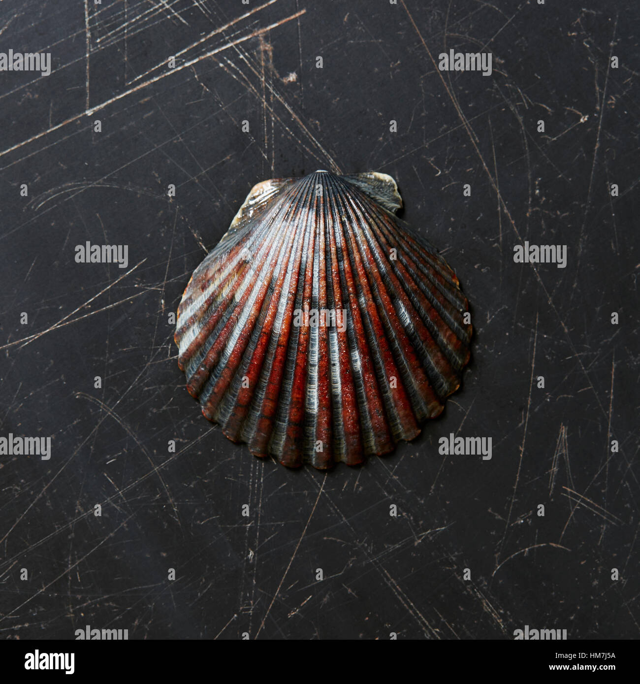 Muschel auf dunkle Oberfläche Stockfoto