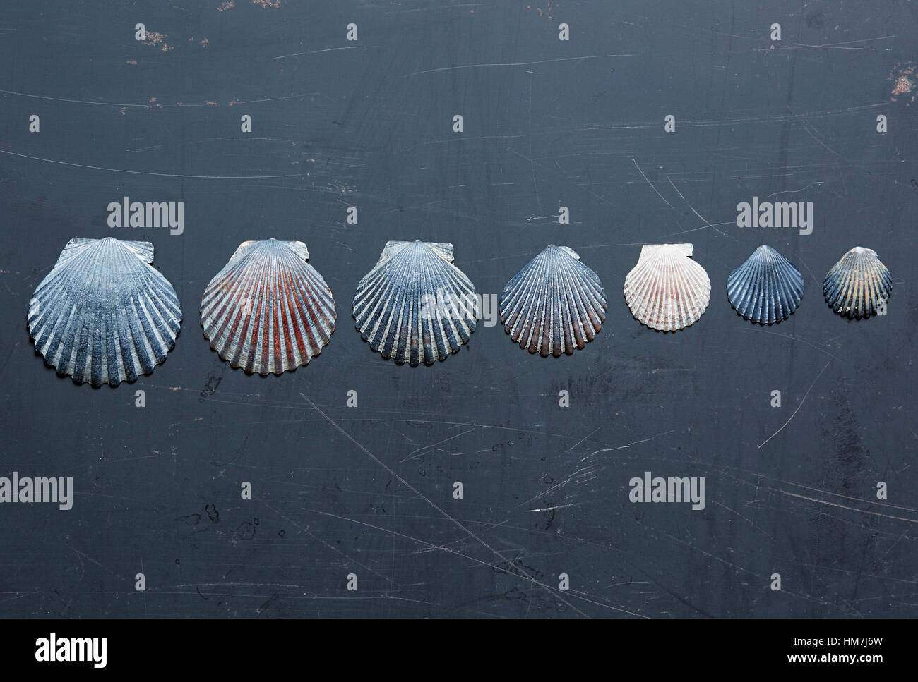 Muscheln auf dunkle Oberfläche Stockfoto