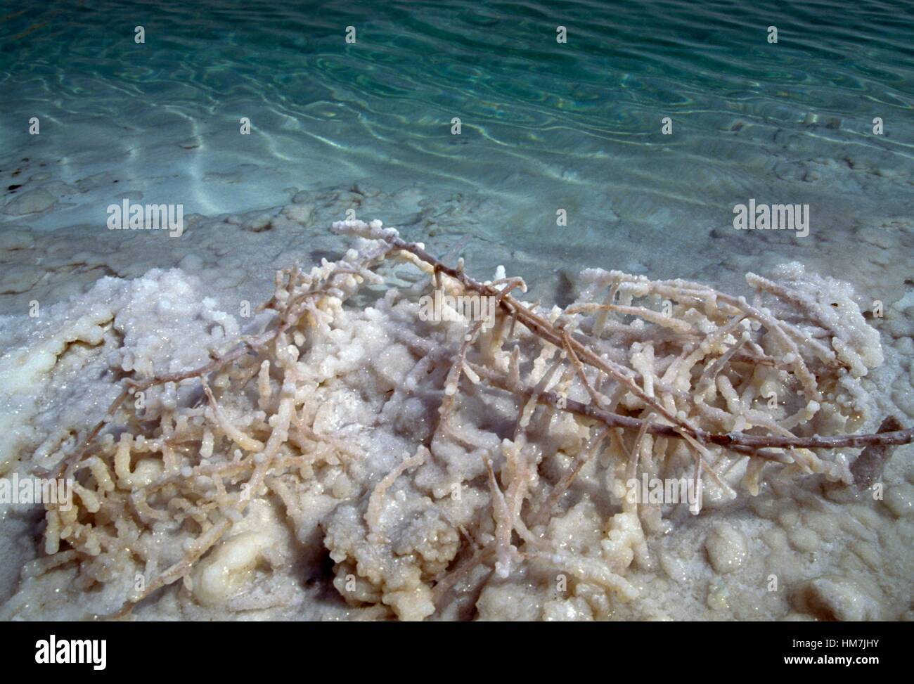 Salz Konkretionen, Totes Meer, Israel. Stockfoto