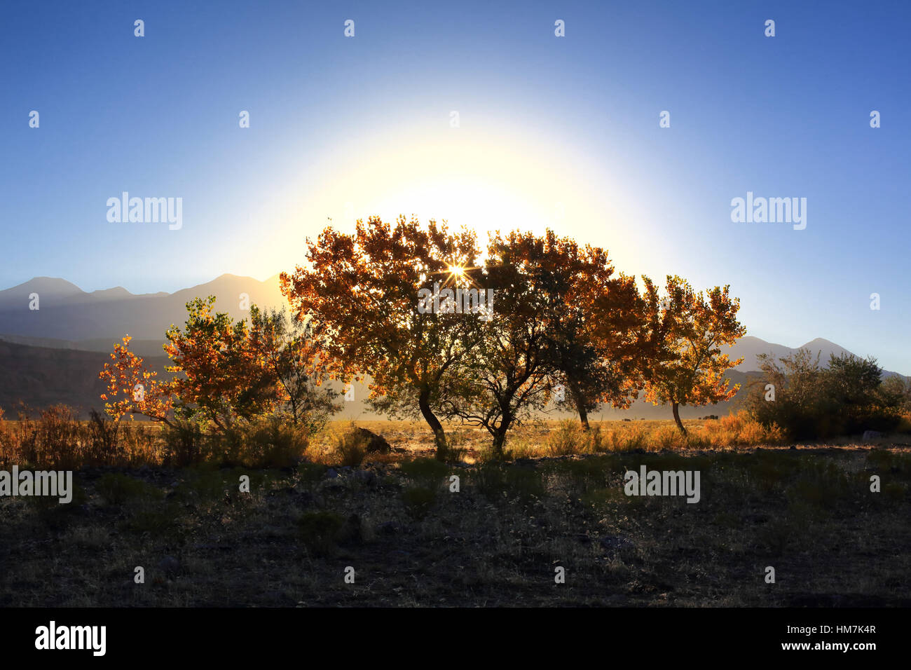 Sonnenlicht leuchtet durch mehrere Bäume in diese Landschaft Aufnahme in Moab, Utah. Stockfoto