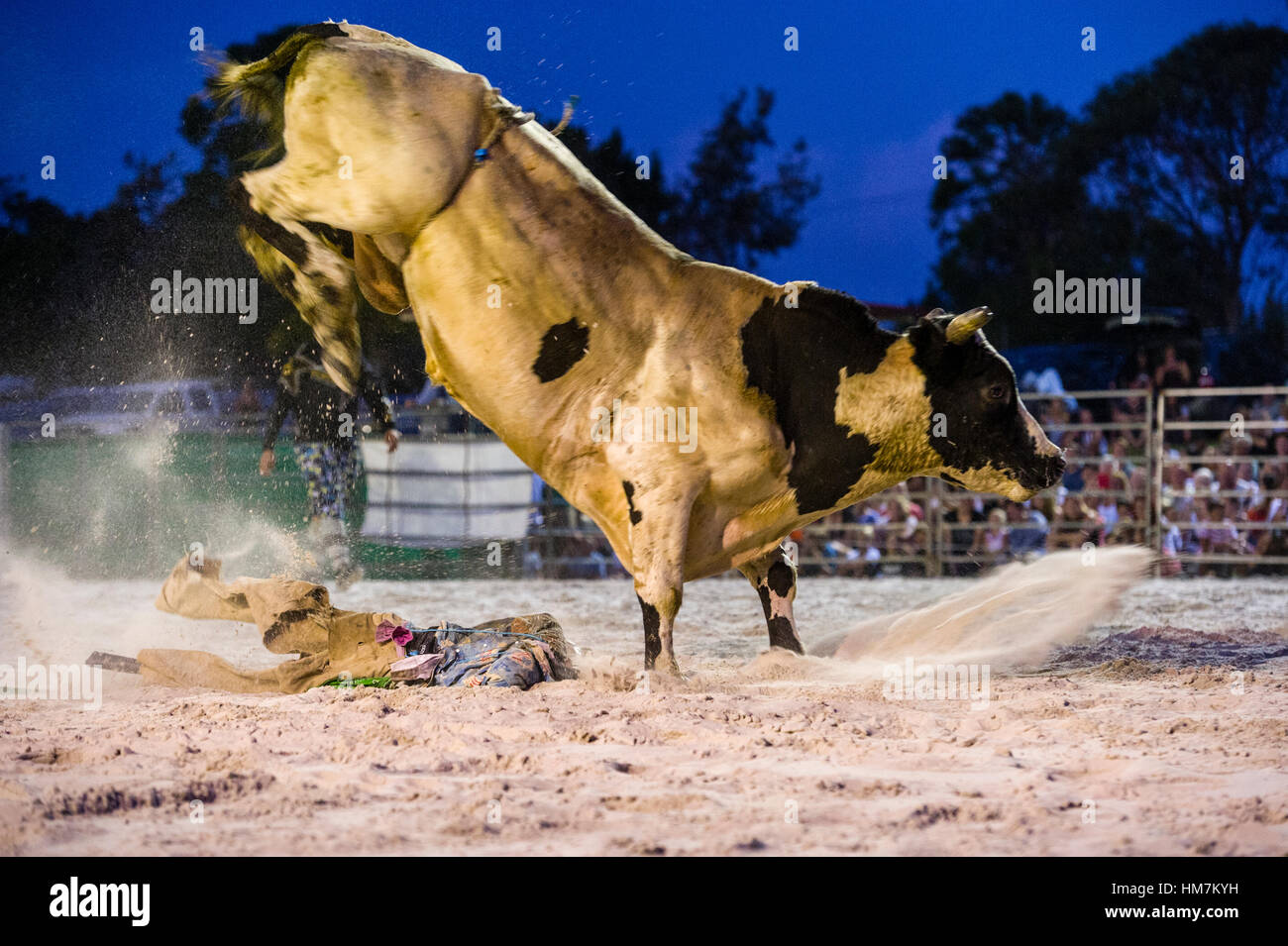 Ein Rodeo-Stier greift eine Vogelscheuche mit seiner Hufe nach dem Verlust eines Fahrers. Stockfoto