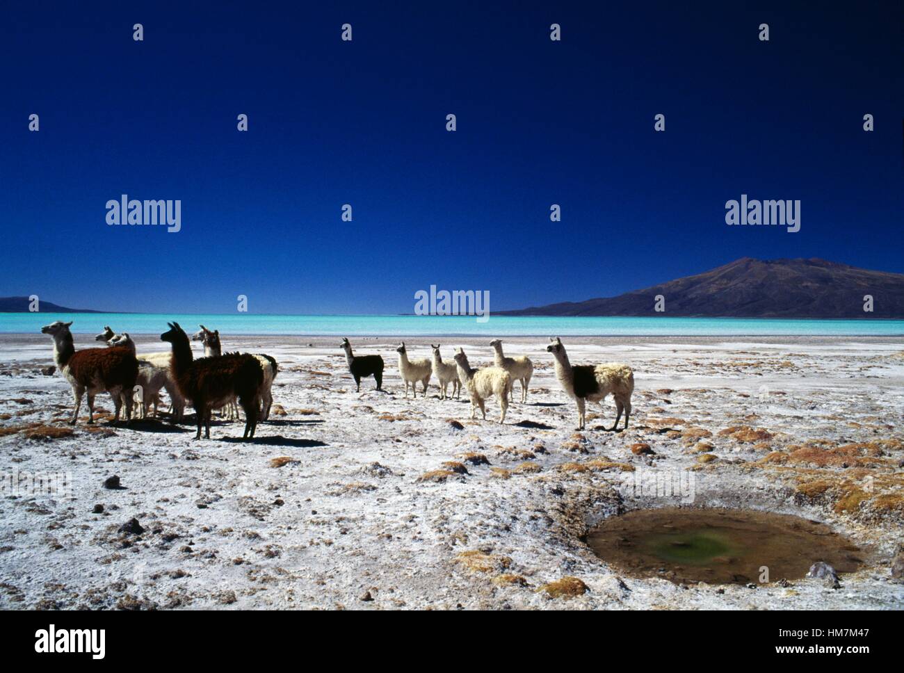 Eine Herde von Lamas (Lama Glama), Coipasa See, Bolivien. Stockfoto
