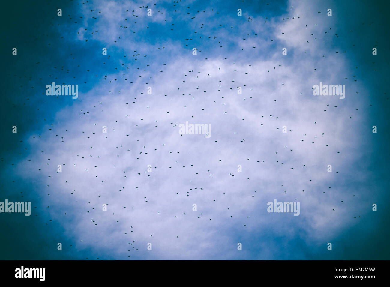 Niedrigen Winkel Ansicht der Herde der Stare fliegen gegen bewölktem Himmel Stockfoto